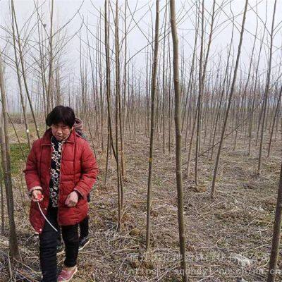 Price of 6 - Centimeter Melia Azedarach Trees With High Survival Rate photo-4