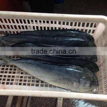 Fresh Frozen mahi-mahi fish