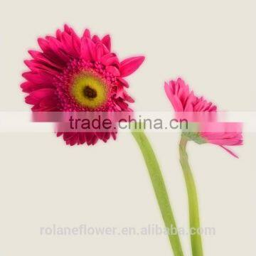 Kunming flower export wholesale silk gerbera daisies gerbera with 0.6-0.8kg/bundle from Yunnan, China