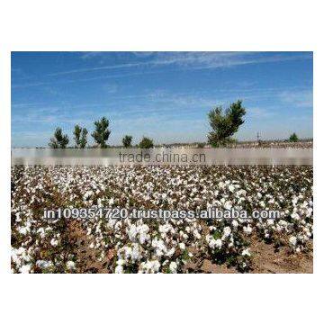 Raw Cotton S-6