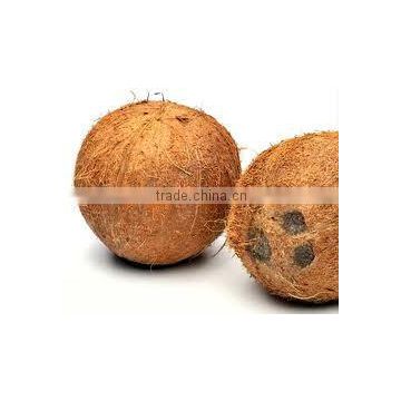 Exporters of Natural Fresh Coconut