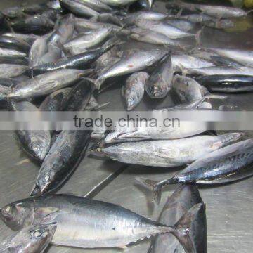 Frozen Bonito Fish