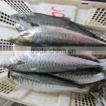 Frozen Spanish Mackerel