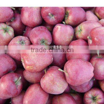 best price fuji apple2015