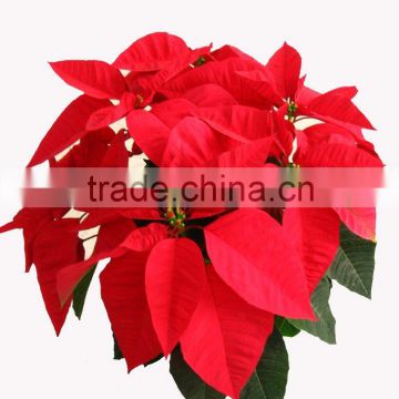 Christmas flower decorations Euphorbia pulcherrima bonsai