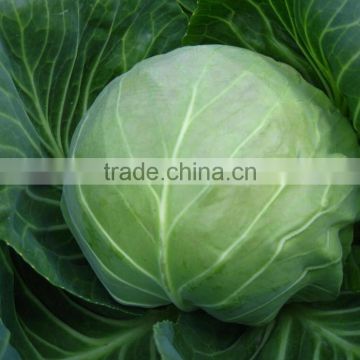 Early maturity cabbage seeds ZHONG GAN No.828(F1)