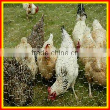 lowest price hot dipped or electro galvanized anping hexagonal wire netting for duck fence