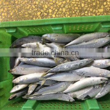 Frozen Mackerel Fish photo-4