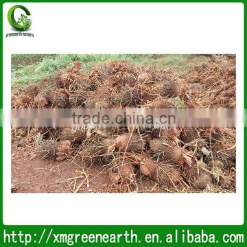 Cycas revoluta bare root 20-40cm trunk