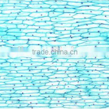 Plant Leaf Slides , Plant Leaft Epidermis Slides ,leaf Slides of Botany,leaf Spidermis Slides photo-4