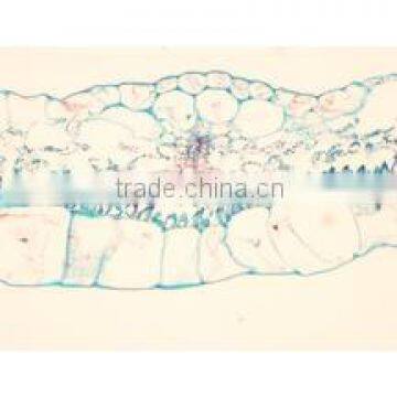 Plant Leaf Slides , Plant Leaft Epidermis Slides ,leaf Slides of Botany,leaf Spidermis Slides photo-6