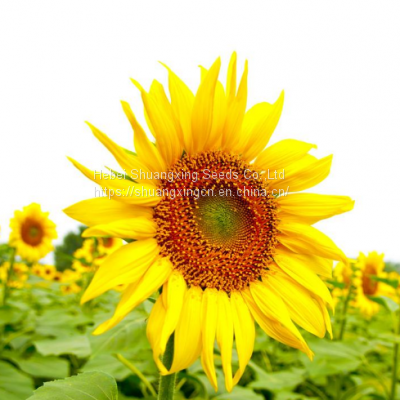 363 type hybrid sunflower seeds for planting