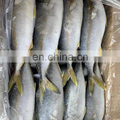 Frozen Yellow Tail Fish Yellowtail Fillet Yellowtail Fish Loin Seriola Quinqueradiata photo-2