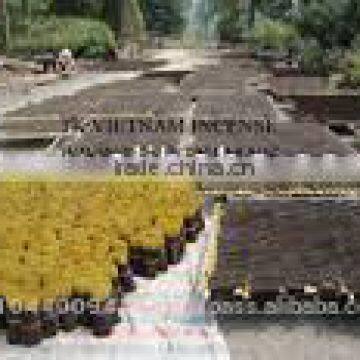 Raw Incense Stick photo-4