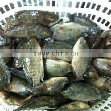 High Quality Fish Headless Clean Whole Frozen Tilapia fish