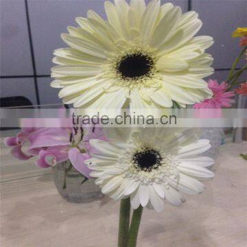 Nice Gift Fresh Cut Flower Big Bud Grebera Flowers For Wholesale