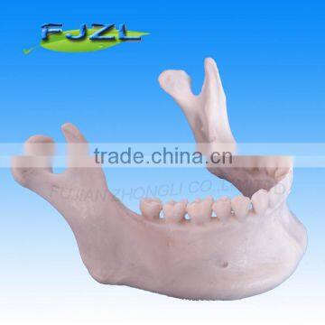 Lower Jaw and dental Teeth Model(28 tooth) for education
