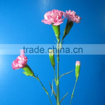 Reasonable price top sell carnation of fresh flower for decoration