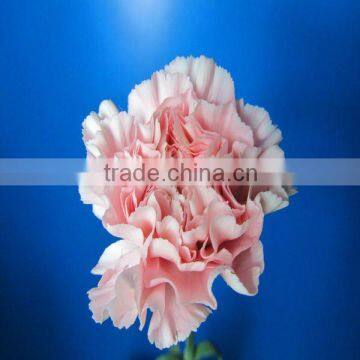 Wholesale Carnation Stem Various Colors Decorative Pink Carnation Flowers photo-6