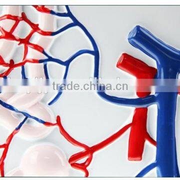 Nephron, Renal Corpuscle Model Demonstration Teaching Biological Science Instruments for Middle School Students photo-5