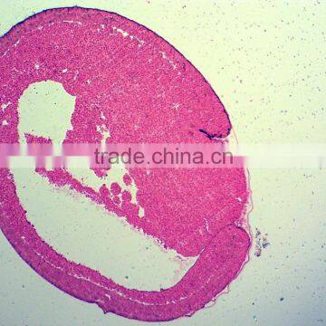 Biology Chick Embryo Microscope Slides photo-3