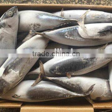 wholesale seafrozen bonito whole bonito tuna fish 300-800g up