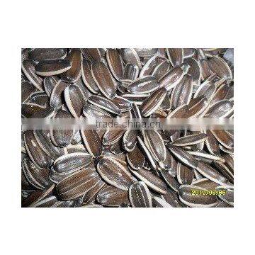 sunflower seeds raw