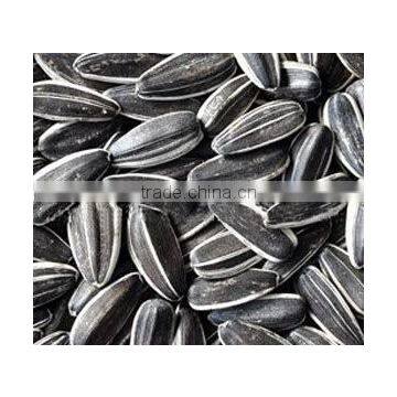 Black Sunflower Seeds 5009 photo-2