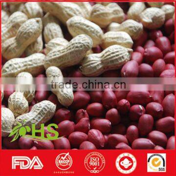 Peanut kernel in red shell for wholesale