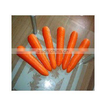 Low price fresh carrot from China