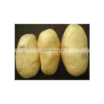 chinese new crop farm fresh potato