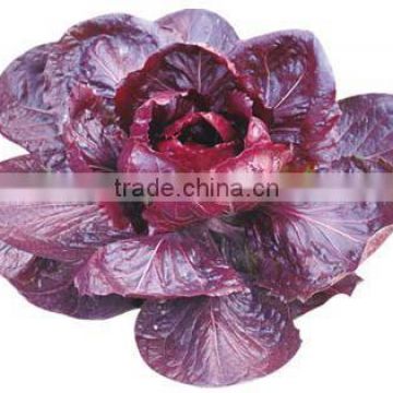 2016 Chinese purple vegetable Seeds Health vegetables seeds for sale-Zi Hong