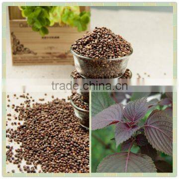 GMP Certified Organic Perilla Seed Oil Top Quality photo-2