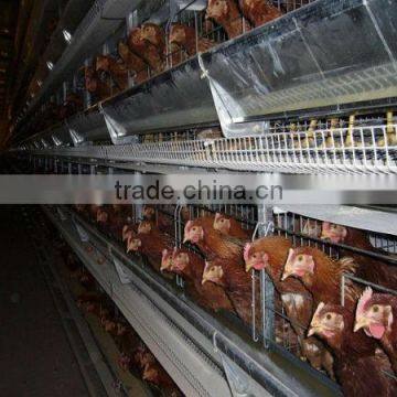 poultry equipment automatic layer chicken cage