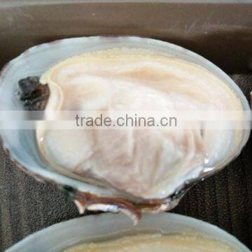 CHINA LOCAL BABY CLAM FOR MAKING VACCUM FROZEN BOILED CLAM