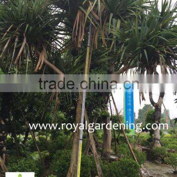 Pandanus Utilis High 4-5m Landscaping Tree photo-2