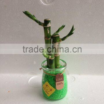 Lucky Bamboo Dracaena Sauderiana Mini Plant photo-2