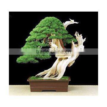Artificial In Outdoor Cedar Bonsai Tree Topiary Cypress Pine photo-2