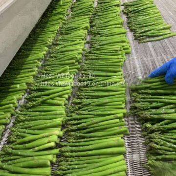 IQF Green asparagus