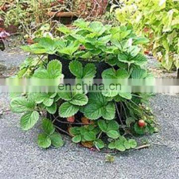 Strawberry Potato Felt Black Grow Bags photo-6