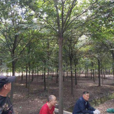 Prices of Beech Trees in Qingdao, Shandong. Base Quotation List. Low Selling Prices and High Survival Rates. photo-4