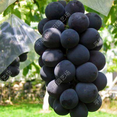 Семена винограда Hutai No.8