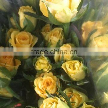 Cheap sprayed rose yellow rose plant