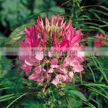 Spiny Spiderflower ,Cleome.,flower Seed,herb Seed,vegetalbe Seed,fruit Seed,grass Seed photo-5