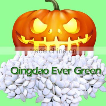 chinese snow white pumpkin seeds 13cm