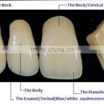 CE Approved Synthetic Polymer Teeth photo-4