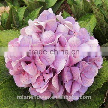 For Birthday Decoration Cheap Natural Hydrangea Latex Hydrangea From Yunnan, China