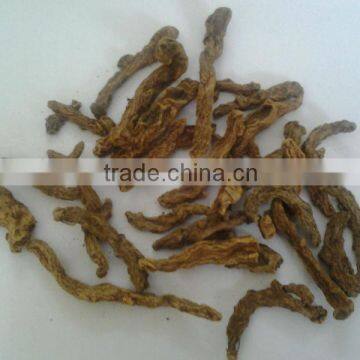 Turmeric Mother Rhizome