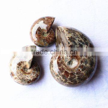 Wholesale Natural Snail Fossils Shell Animals Fossils photo-3