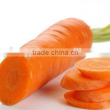 China natural new fresh carrot Supply Fresh Carrots